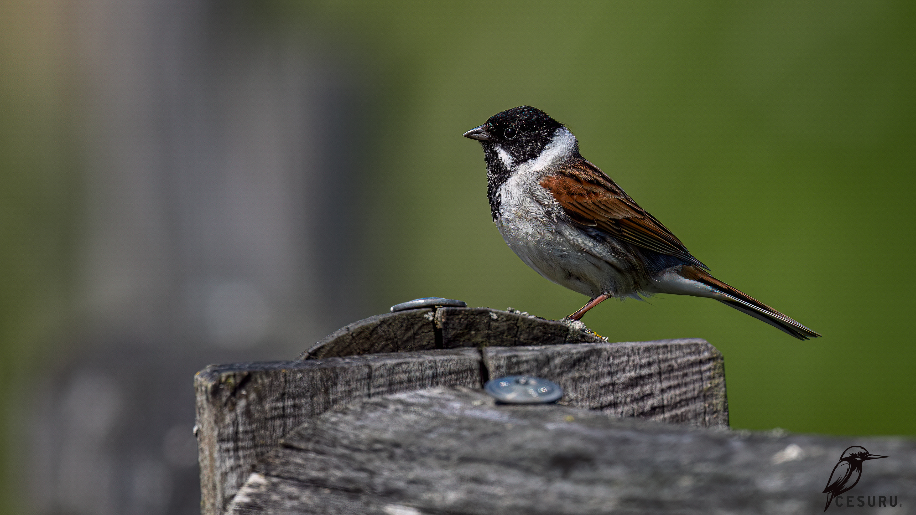 Reed Bunting